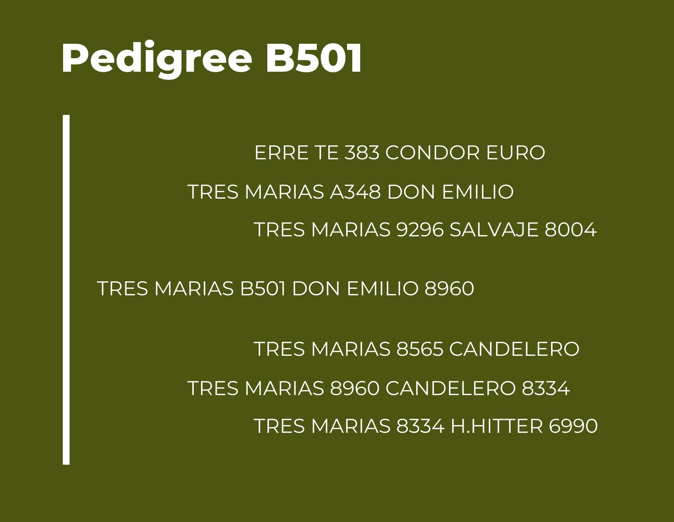 TM B501 pedigree