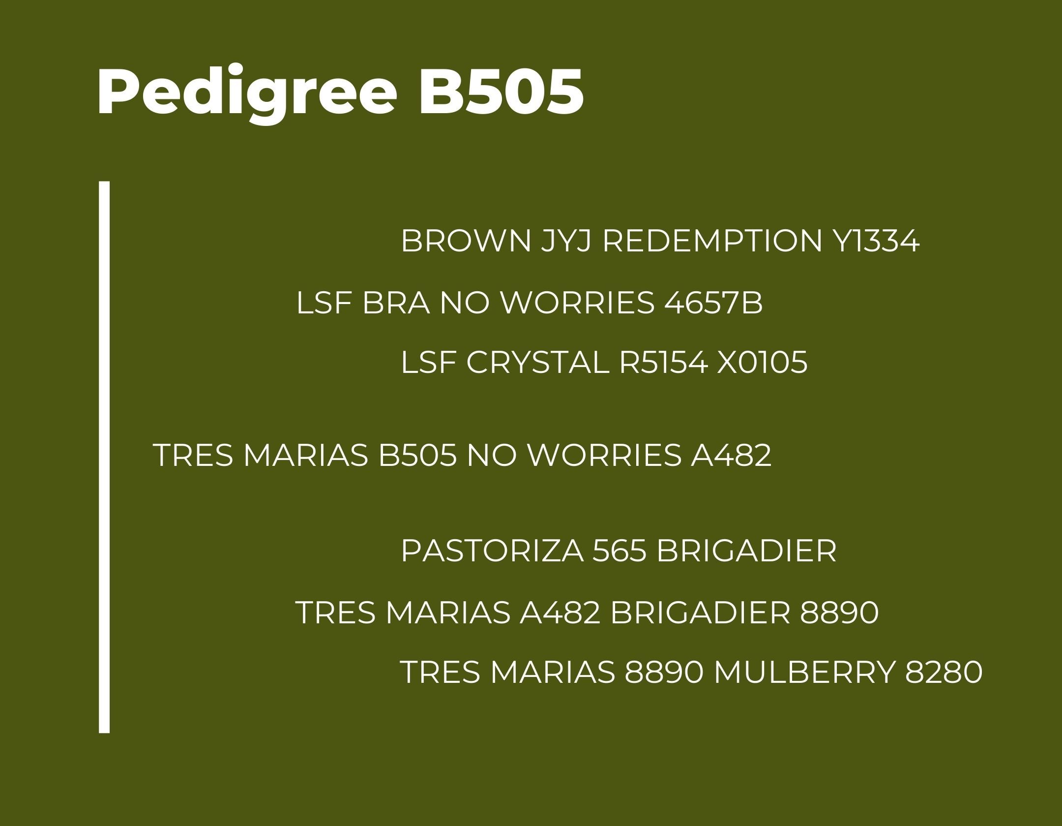 Catalogo Tres Marias Pedigree B505