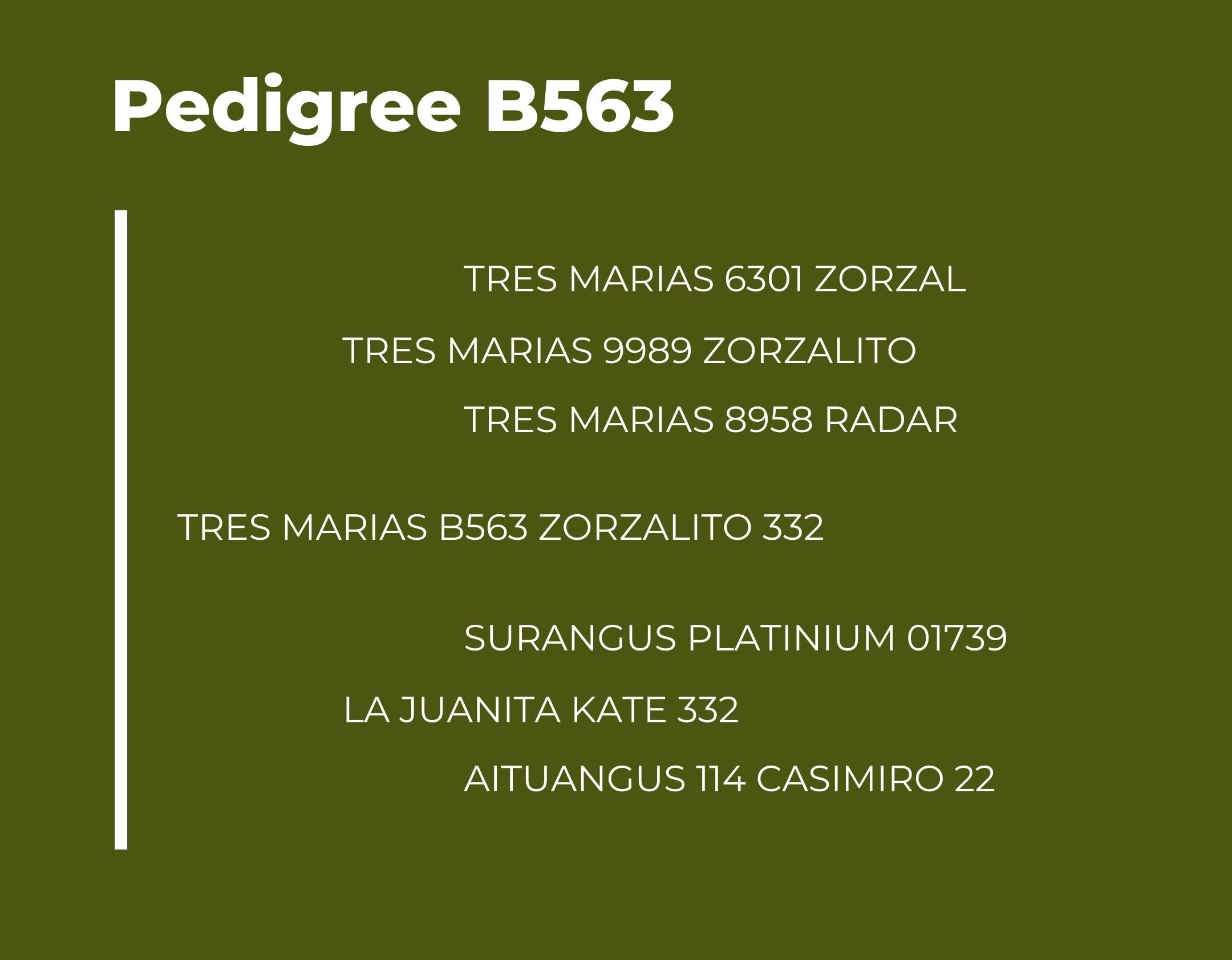 Catalogo Tres Marias Pedigree B563