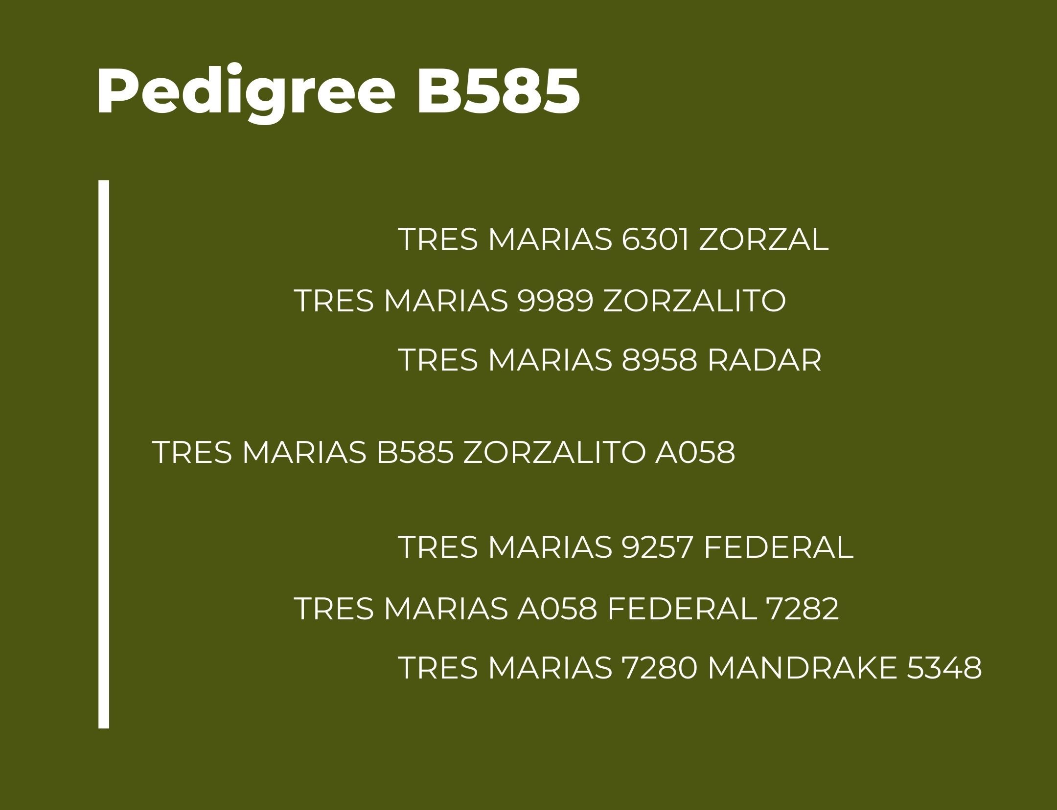 Catalogo Tres Marias Pedigree B585