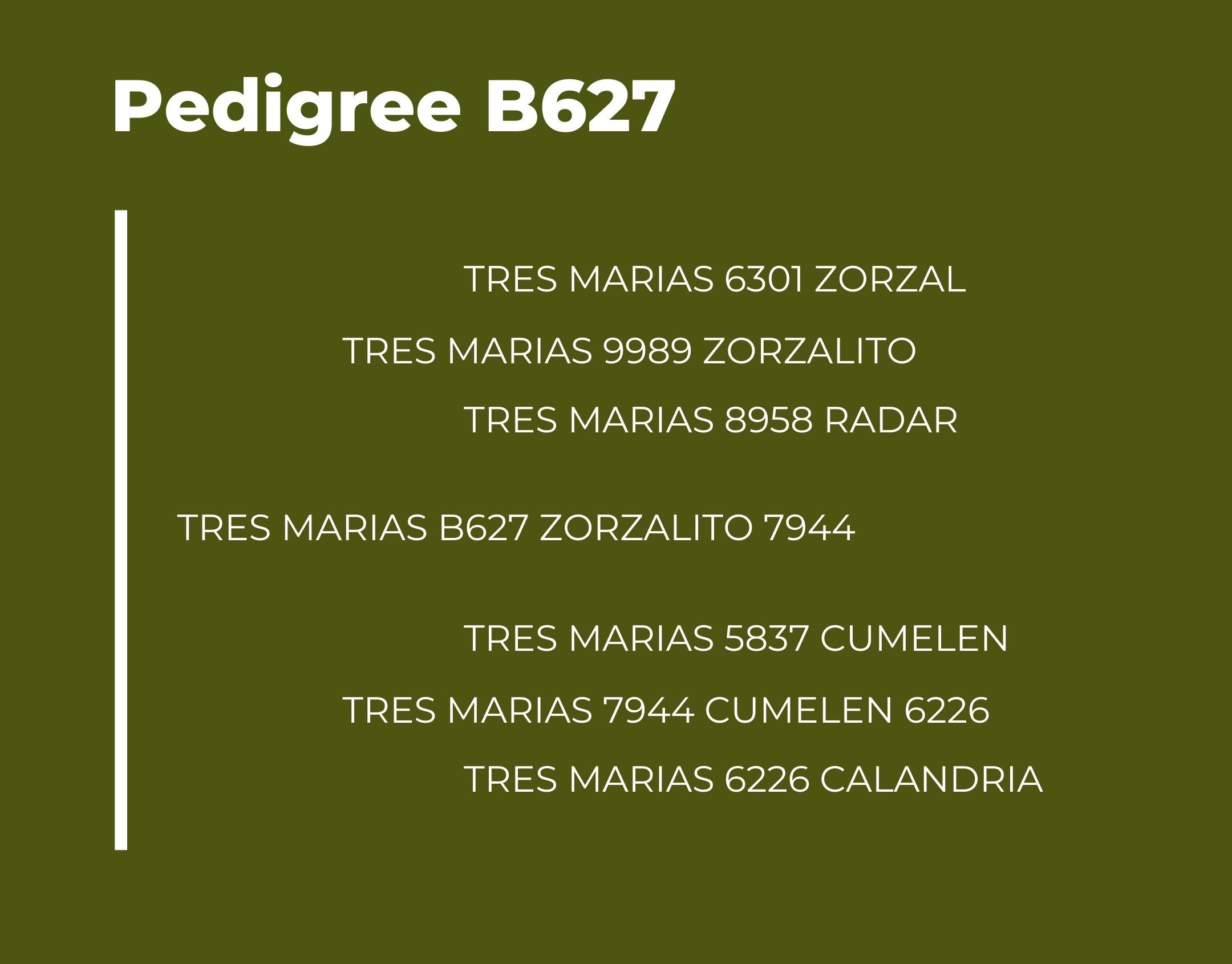 Catalogo Tres Marias Pedigree B627